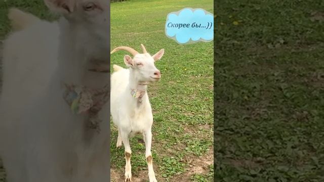 Благодарности пост смотреть онлайн