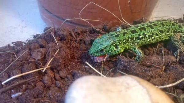 Кормление прыткой ящерицы тараканом