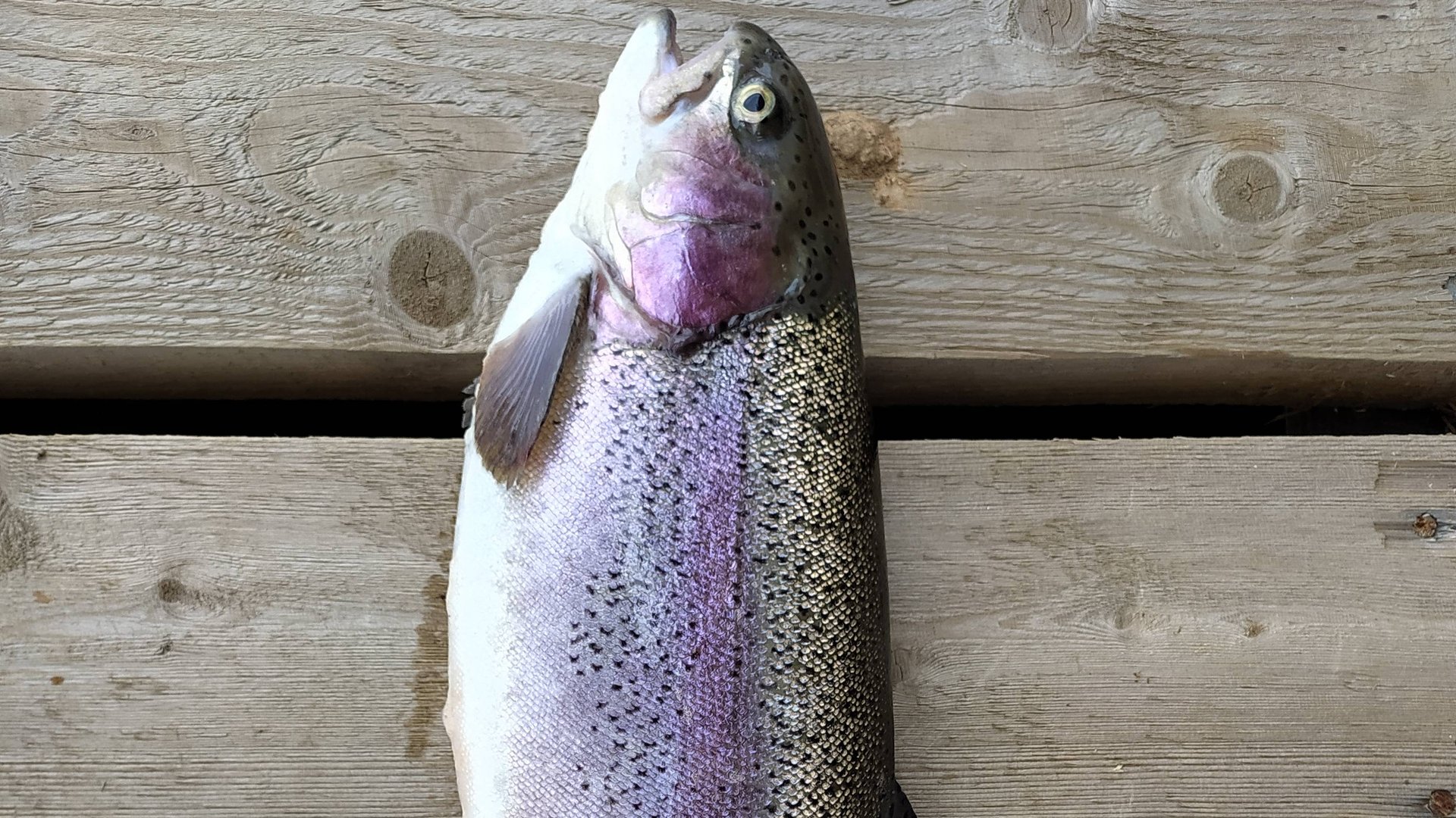 РК ЯЗЬ. 11 октября 2024 года