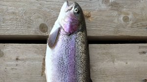 РК ЯЗЬ. 11 октября 2024 года