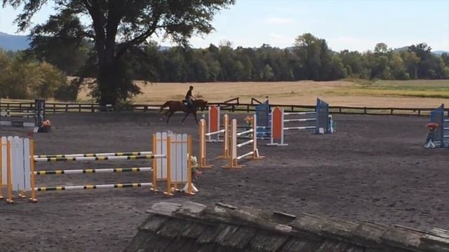 CHENTO 7yo Stallion Chacco Blue X Cento