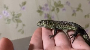 Кормление прытких ящериц /Прыткая ящерка /3 ящерицы
