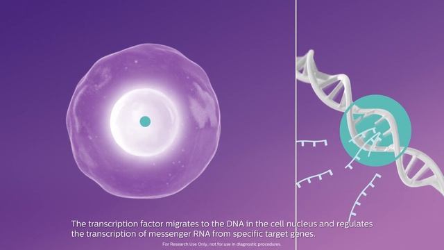 Philips OncoSignal: Groundbreaking molecular phenotyping смотреть онлайн