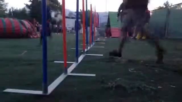 Agility slalom with distractions смотреть онлайн