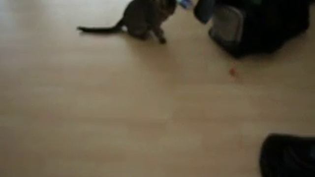 bansai playing with crocheted catnip ball смотреть онлайн