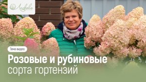 РОЗОВЫЕ  И РУБИНОВЫЕ СОРТА ГОРТЕНЗИИ