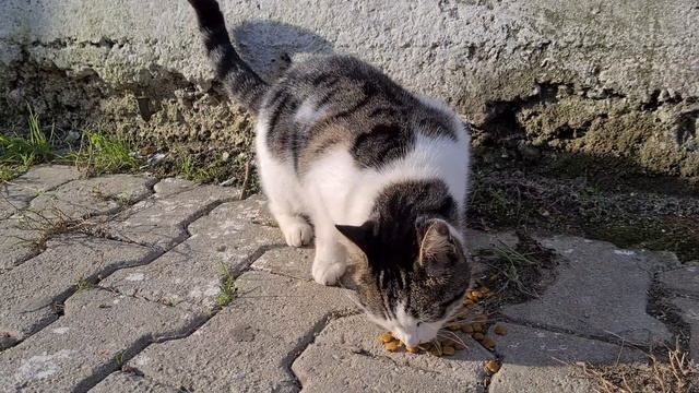 Cute yellow cat fighting with other male cats, face injured. смотреть онлайн