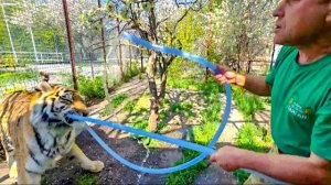 Вы такого ТОЧНО НЕ ВИДЕЛИ! Олег Зубков перетягивает шланг с ОГРОМНЫМ ТИГРОМ!