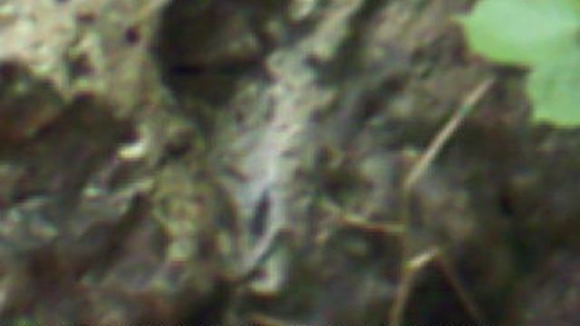 DSCF0001ЛОТОСЫ КИЗИНКА МОСТОВСКИЙ РАЙОН ИЮЛЬ 2020