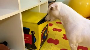 Собачка ДЖЕКИ 24 часа управляет моим СЛАЙМОМ | Веселая история с Русланом и мамой от Ромариков