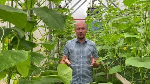 Почему не плодоносят огурцы