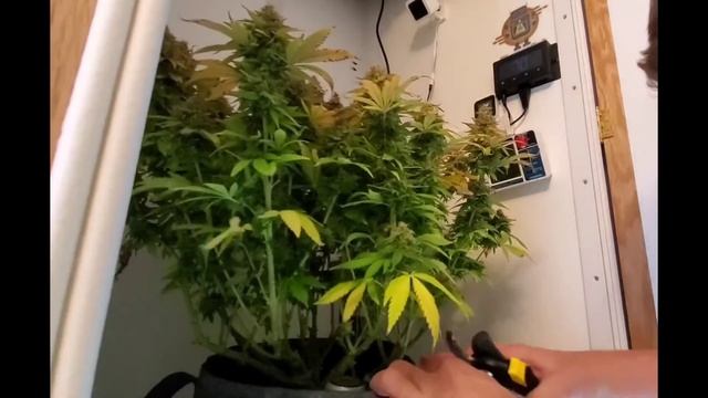 BlumenBot DZ1 Stealth Micro Grow Cabinet - Harvest #2 - Mazar смотреть онлайн