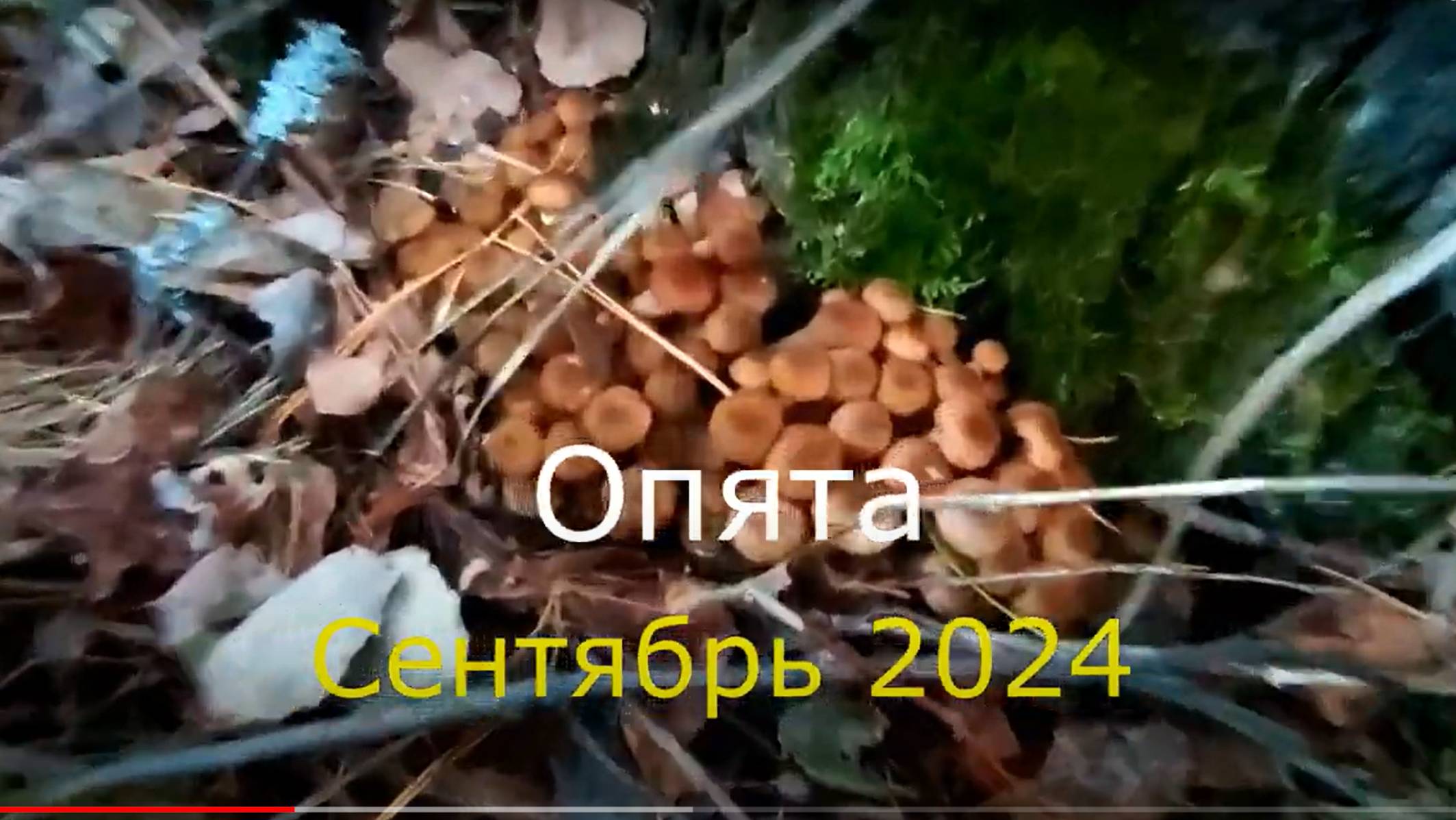 Опята 2024 смотреть онлайн