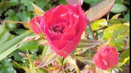 Вам звонит близкий человек, а вы заняты. Ваши действия? #звонок_близкого_человека смотреть онлайн