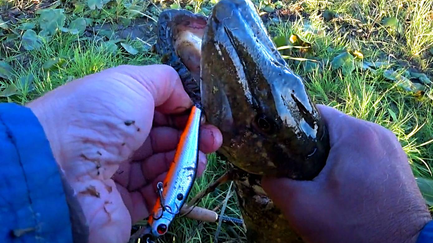 Этот ВОБЛЕР нравится щукам! Рыбалка на спиннинг! Рыбалка на Оке! смотреть онлайн