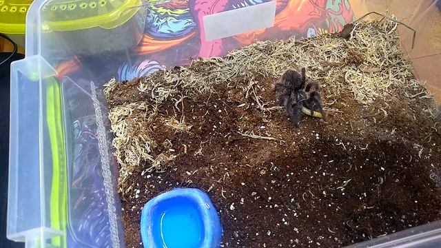 Пересадка Poecilotheria regalis и кормёжка пауков) смотреть онлайн