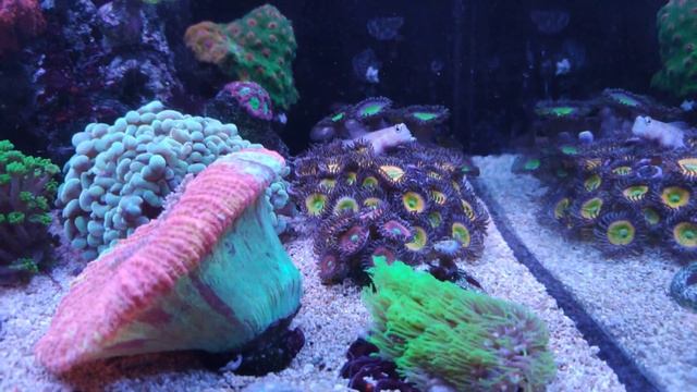 Клавулярия смотреть онлайн