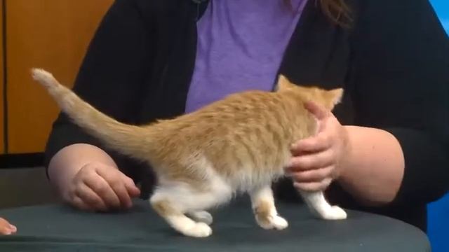 Pet Project - Pikachu смотреть онлайн
