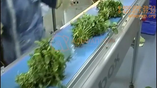 Фасовка и упаковка зелени в трехшовные пакеты флоу-пак. Горизонтальный упаковщик. смотреть онлайн