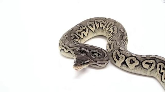 Ball Pythons - Canon SD970 Test смотреть онлайн