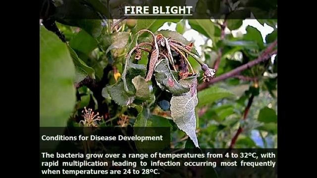 Identifying and Treating Apple Tree Diseases | apple tree leaf curl | fire blight apple tree смотреть онлайн