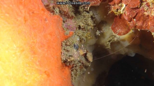 Dive with your iPhone - iPix underwater housing for iPhone смотреть онлайн
