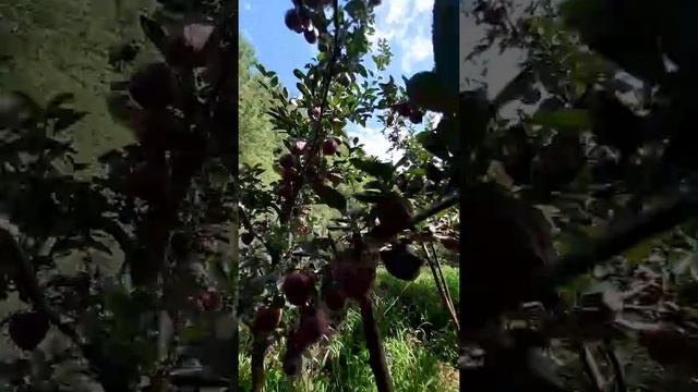 Apple harvest Scarlett Spur II on Mm106 rootstock смотреть онлайн