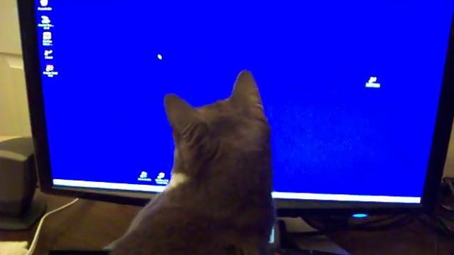 Kismet & the new PC смотреть онлайн