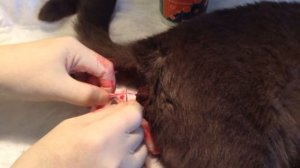 Кастрация Сережи