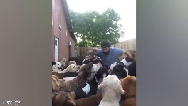 Owners are CRYING, you are LAUGHING - Funny ANNOYING &TROUBLEMAKING Pets смотреть онлайн