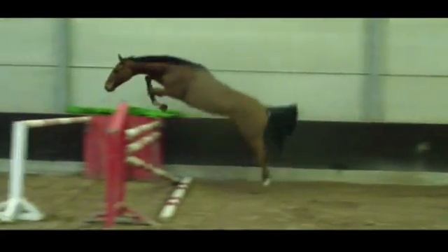 Calipso v/d Bergdalhoeve (2010 Cento Lano x Landetto) смотреть онлайн