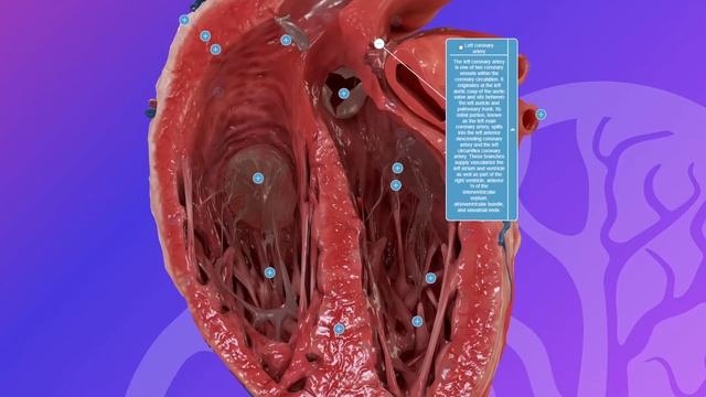 BioCloud 3D Anatomy смотреть онлайн