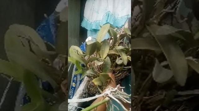 Catliya Orchids LS смотреть онлайн