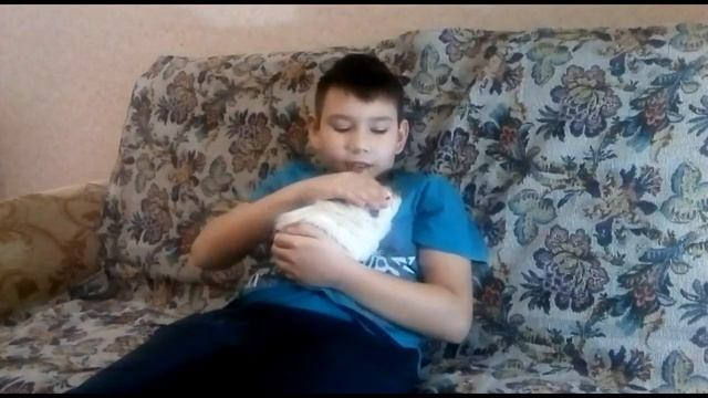 Первый ролик второклассника про морскую свинку смотреть онлайн