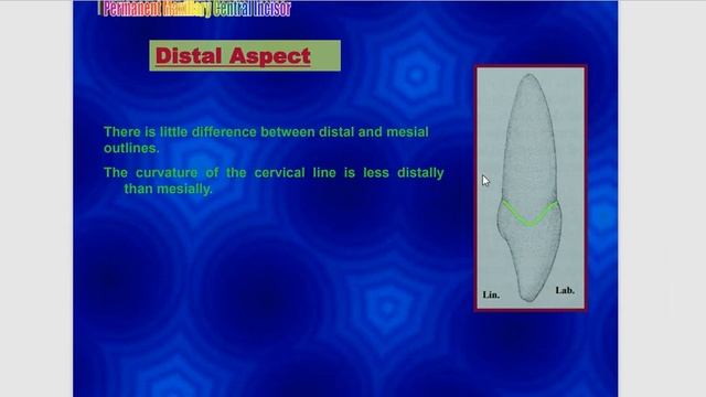(dental anatomy 6 - ئەناتۆمی ٦) lecture 4 смотреть онлайн