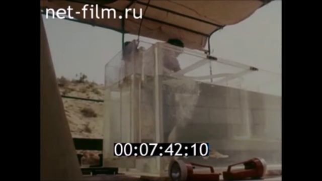 Рыбы Каракумской пустыни: лжелопатонос, белый амур, толстолоб смотреть онлайн