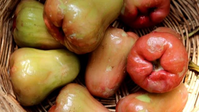 Survival in the rainforest - Man found rose apple with Eating delicious # 22 смотреть онлайн