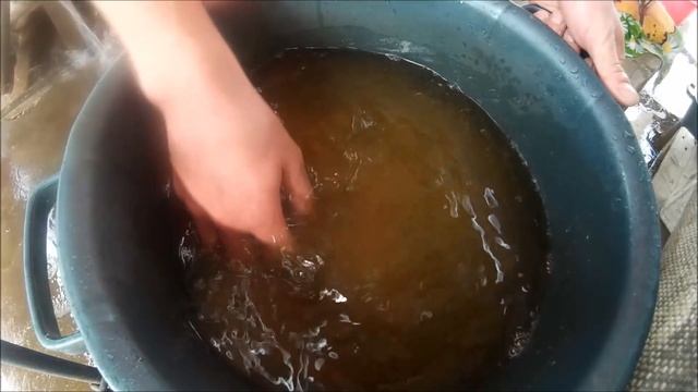 Получение личинки судака заводским способом. Нерест, размножение судака смотреть онлайн