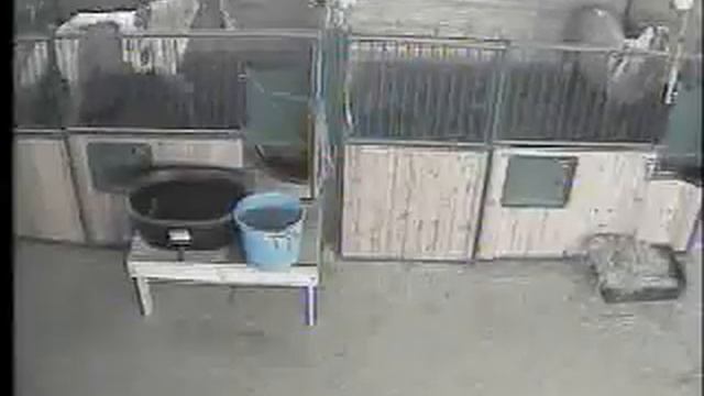 Obey vs Horses смотреть онлайн