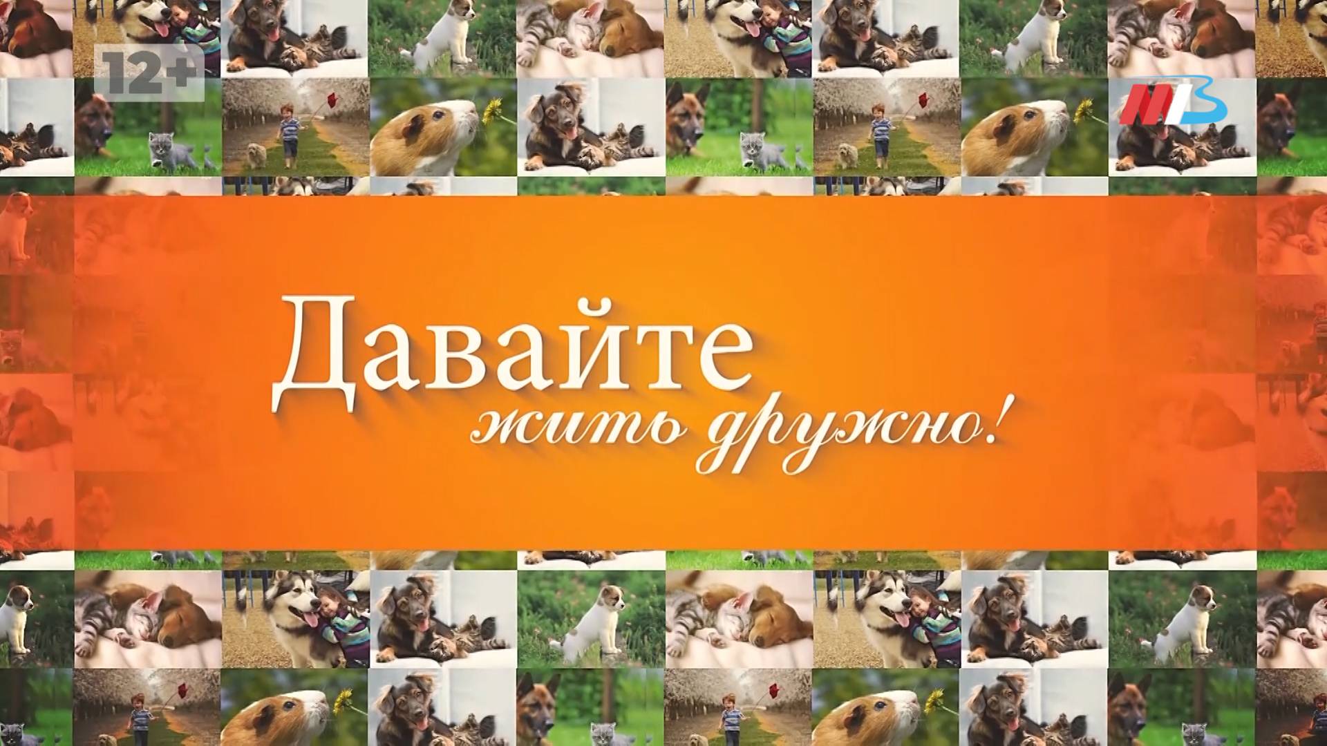 «Все включено»: зачем волгоградцы отправляют четвероногих отдыхать в гостинице