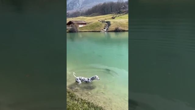 Fish Are Friends, Not Food 🎣😋🤣