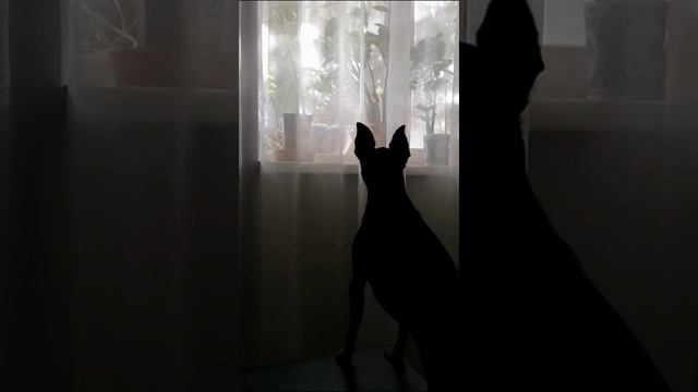 «Как интересно!» Домашние питомцы всегда найдут себе развлечение. смотреть онлайн