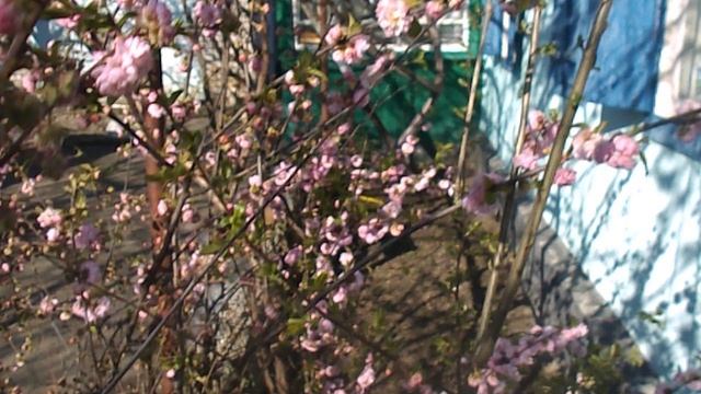 DSCN3117Пасхальная роза.