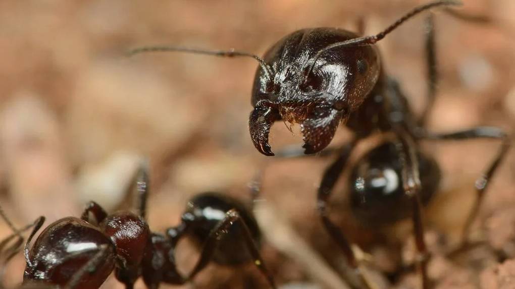 Муравьиная ферма. Муравьи Messor Structor (муравьи жнецы). смотреть онлайн