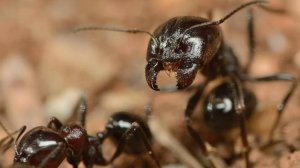 Муравьиная ферма. Муравьи Messor Structor (муравьи жнецы).