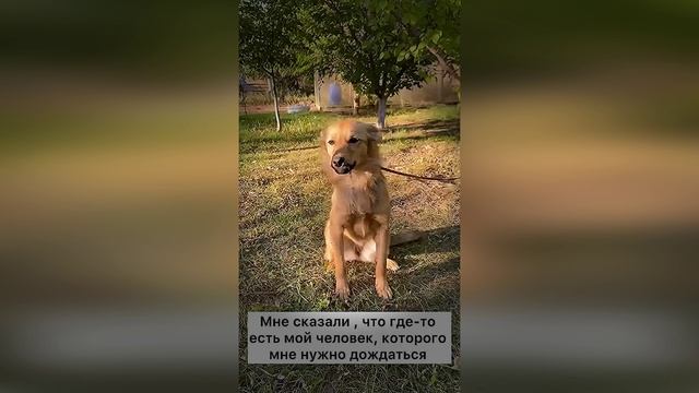 АРЬЯ 🧡 ищет дом 🙏🏠