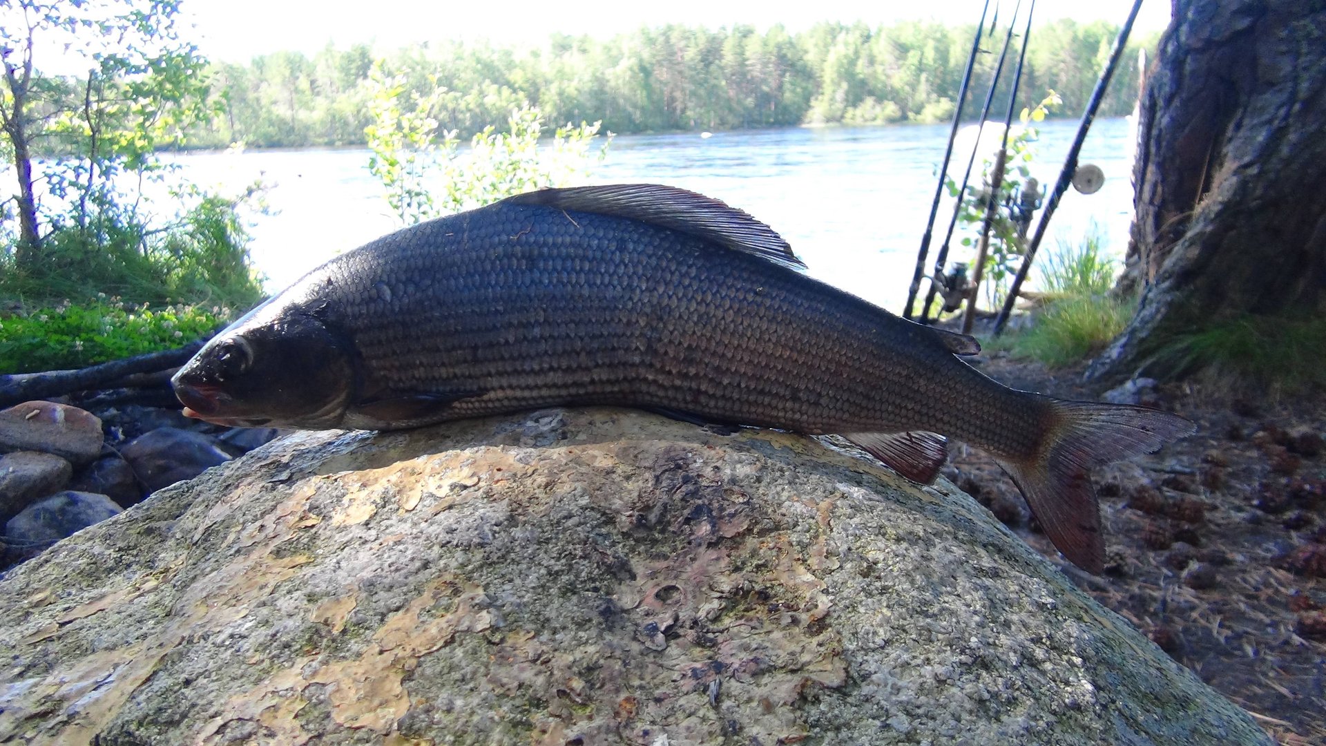 Знакомство с Карелией Реки Средней Карелии