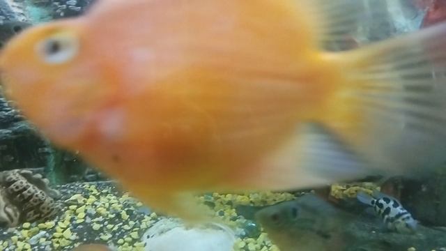 VID_20241011_203241.mp4 смотреть онлайн
