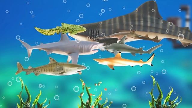 [EN] #66 Let's Raise Sharks In My Fish Tank! Kids Education, Marine Animals AnimationㅣCoCosToy