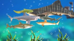 [EN] #66 Let's raise sharks in my fish tank! kids education, marine animals animationㅣCoCosToy